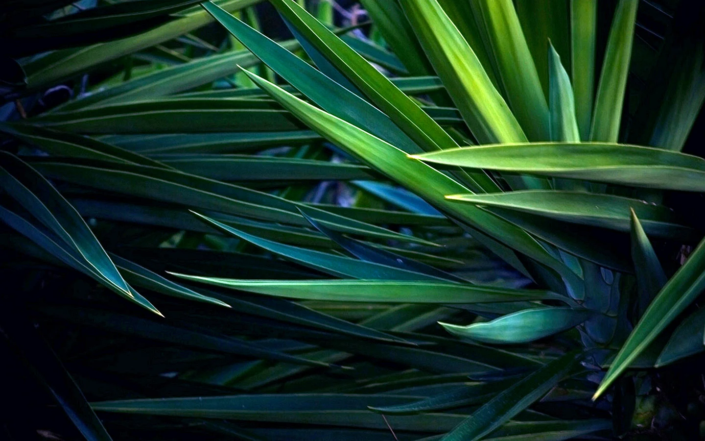 Dark Green Grass Wallpaper