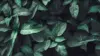 Dark Green Leaf Wallpaper