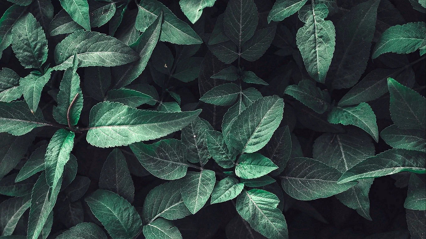 Dark Green Leaf Wallpaper