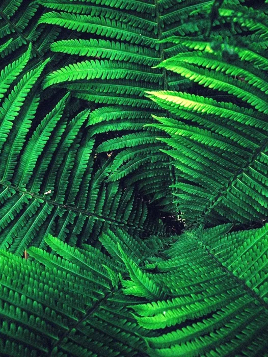 Dark Green Tropical Leaves Wallpaper