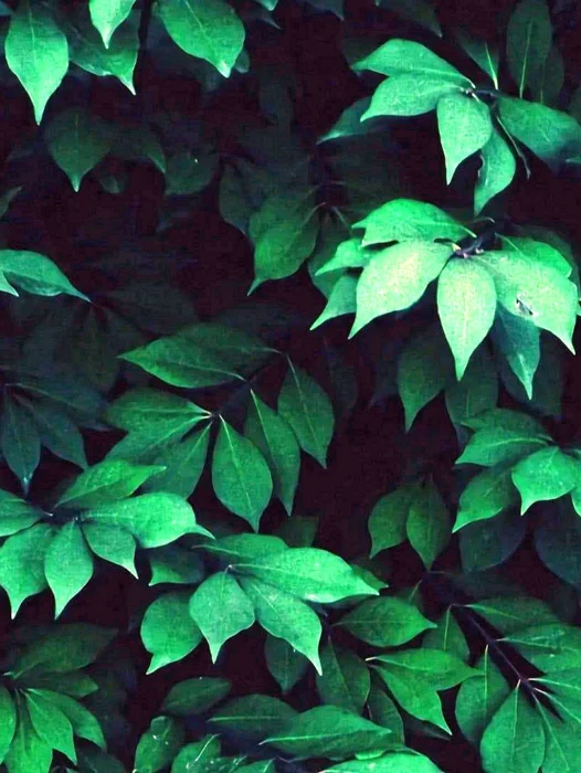 Dark Leafy Greens Wallpaper