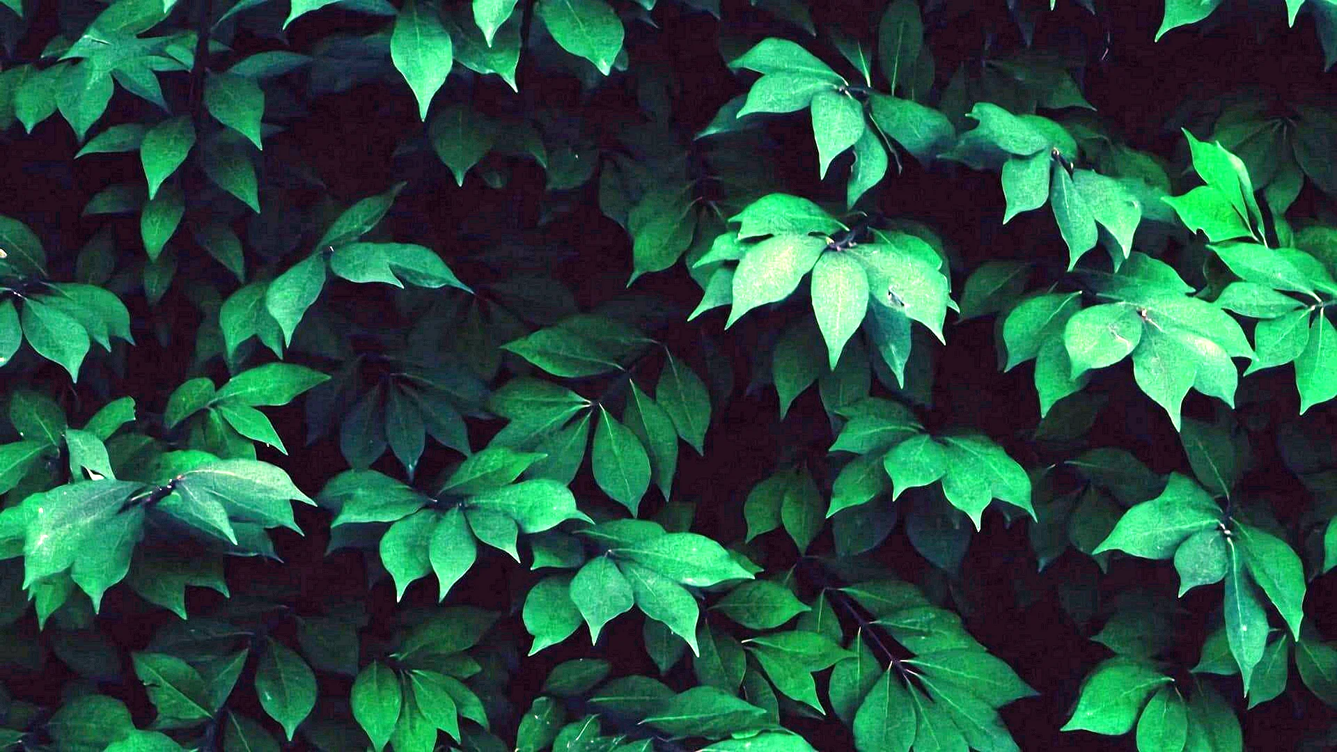 Dark Leafy Greens Wallpaper