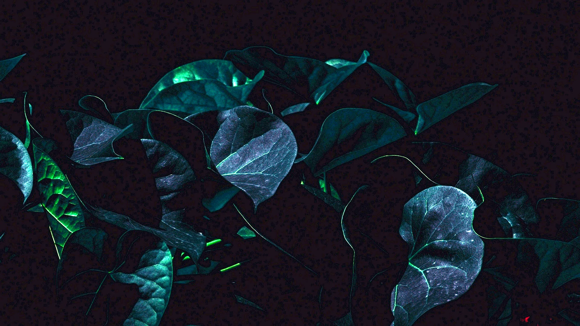 Dark Leaves Wallpaper