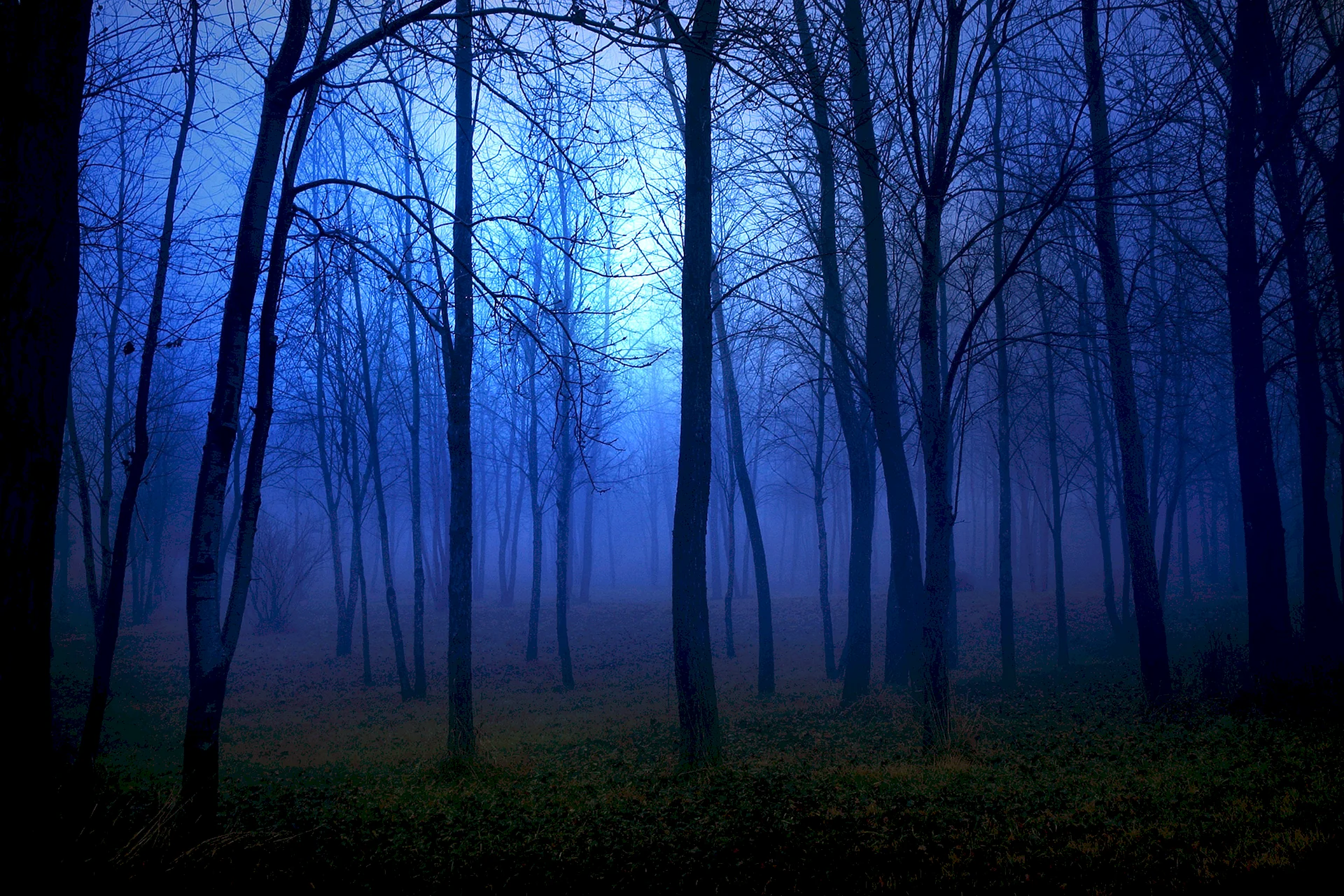 Dark Misty Forest Wallpaper