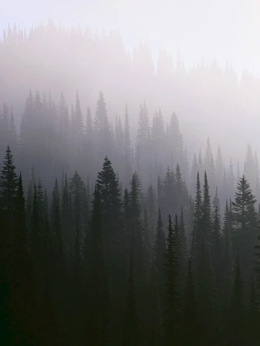 Dark Misty Forest Wallpaper
