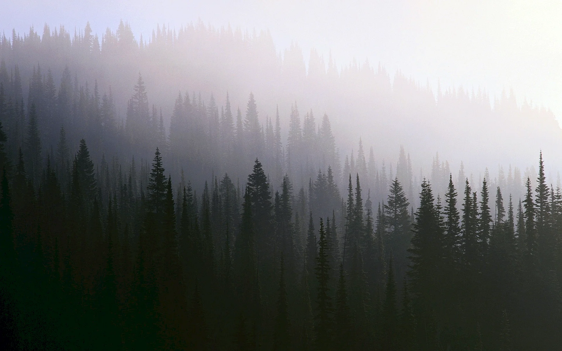 Dark Misty Forest Wallpaper