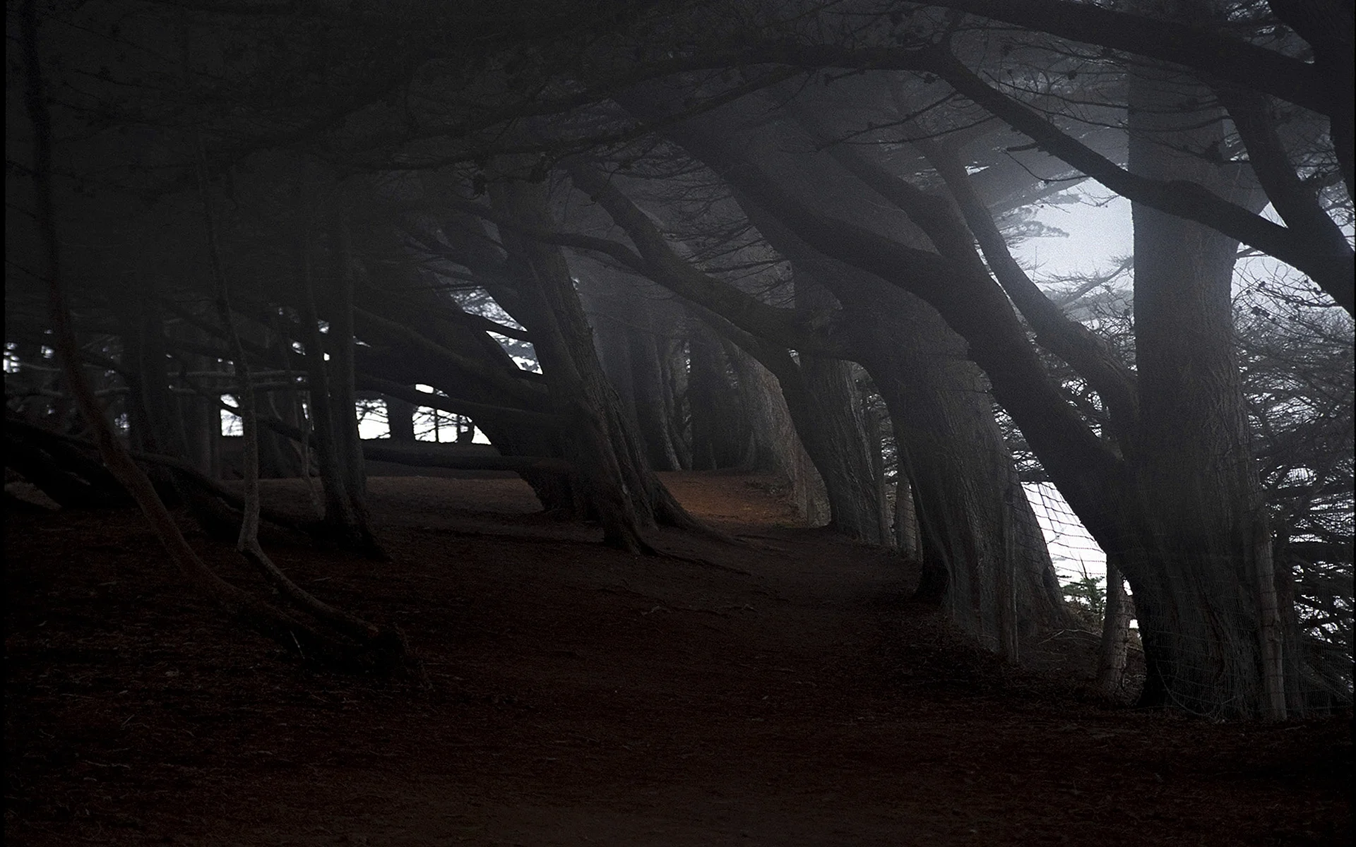 Dark Panorama Trees Wallpaper