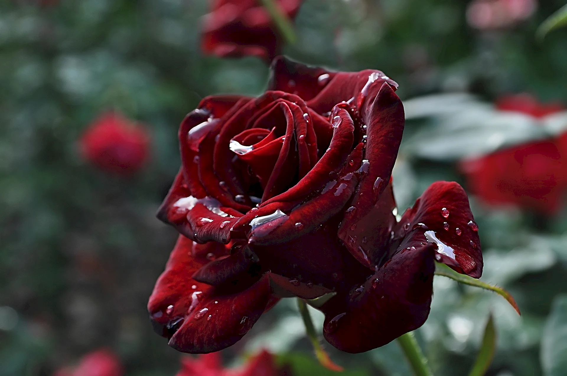 Dark Red Rose Wallpaper