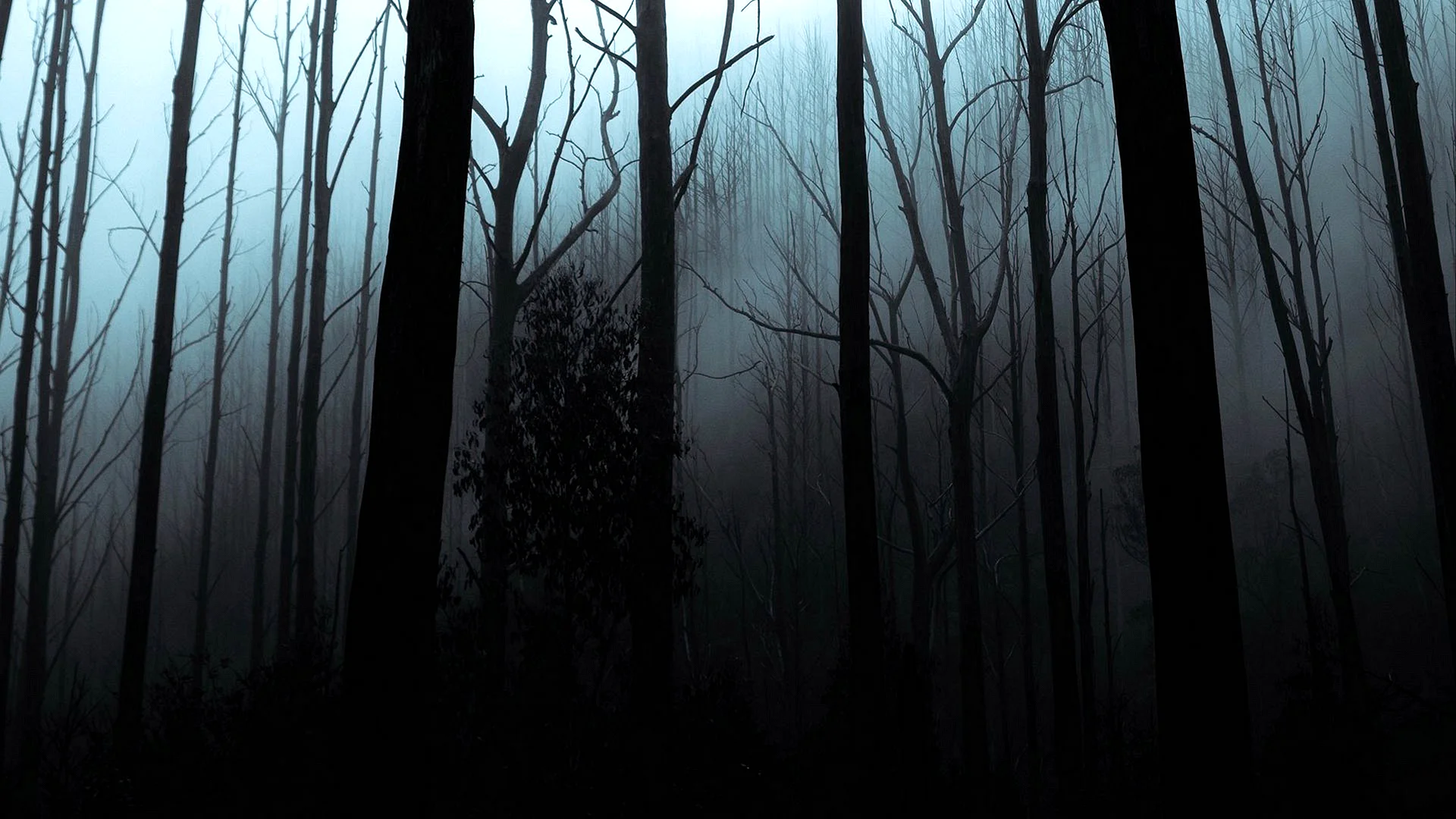 Dark Scary Forest Wallpaper