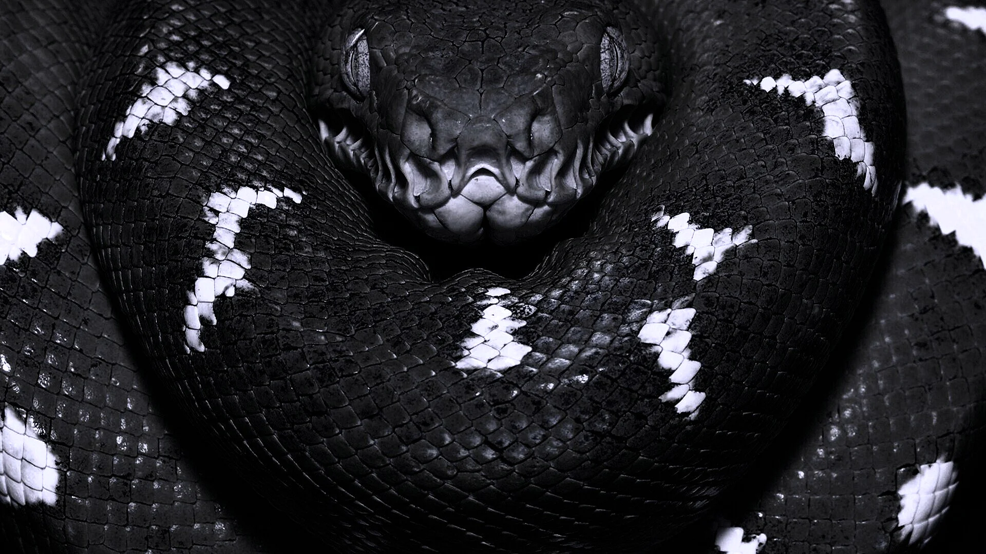 Dark Snake Wallpaper