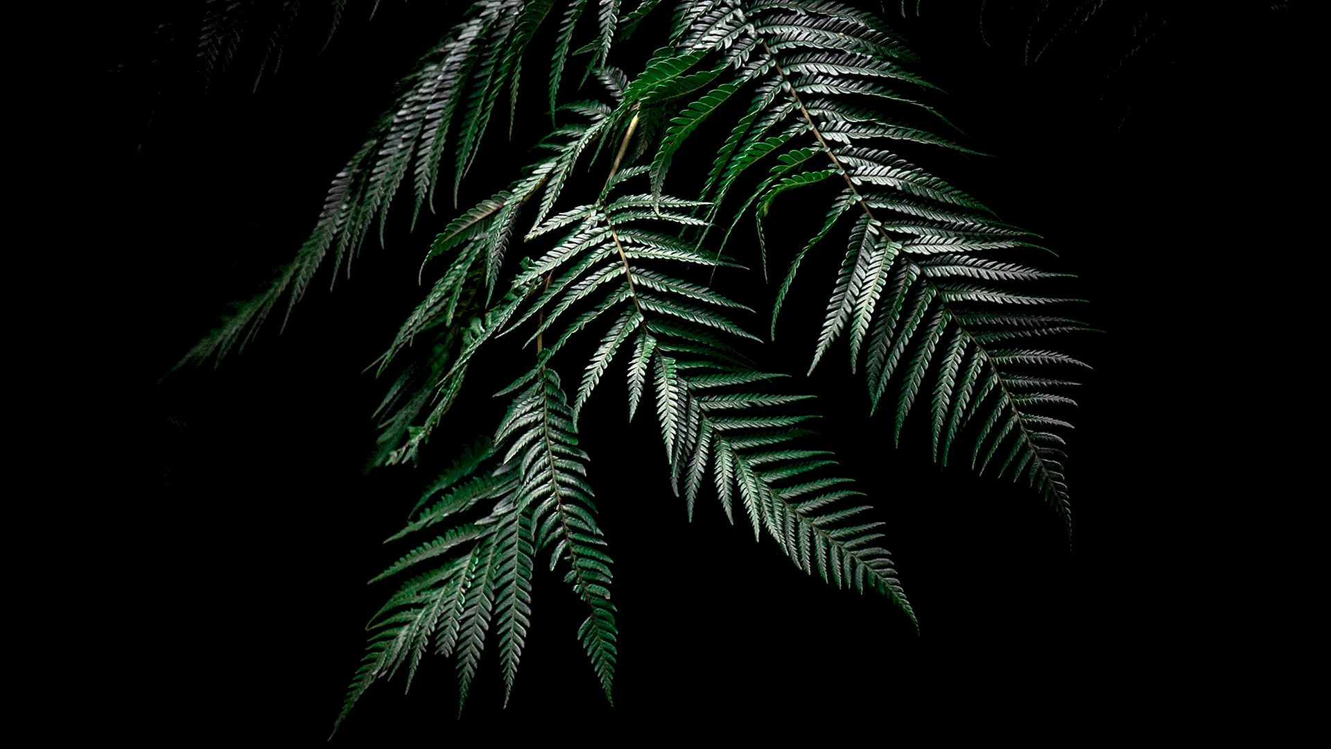 Dark Tropical Leaf Wallpaper