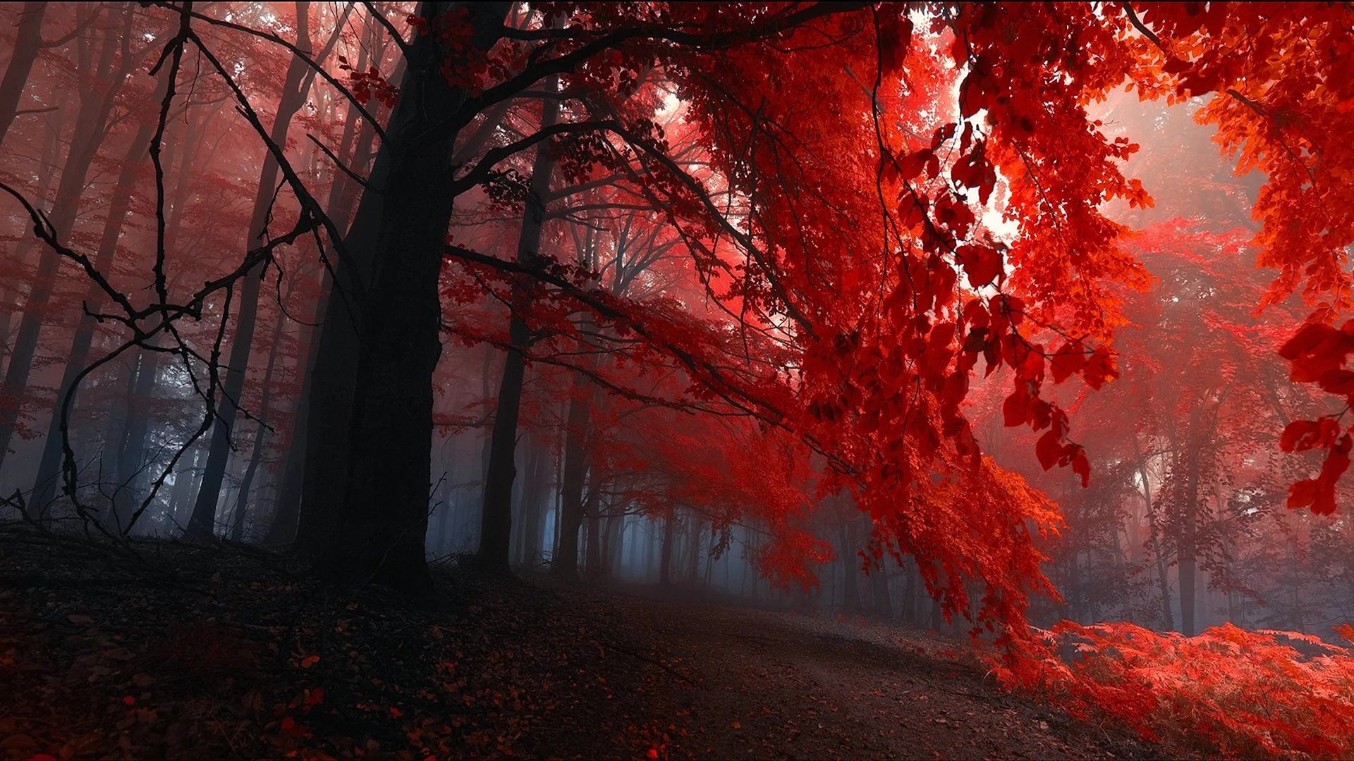 Dark Red Forest Wallpaper