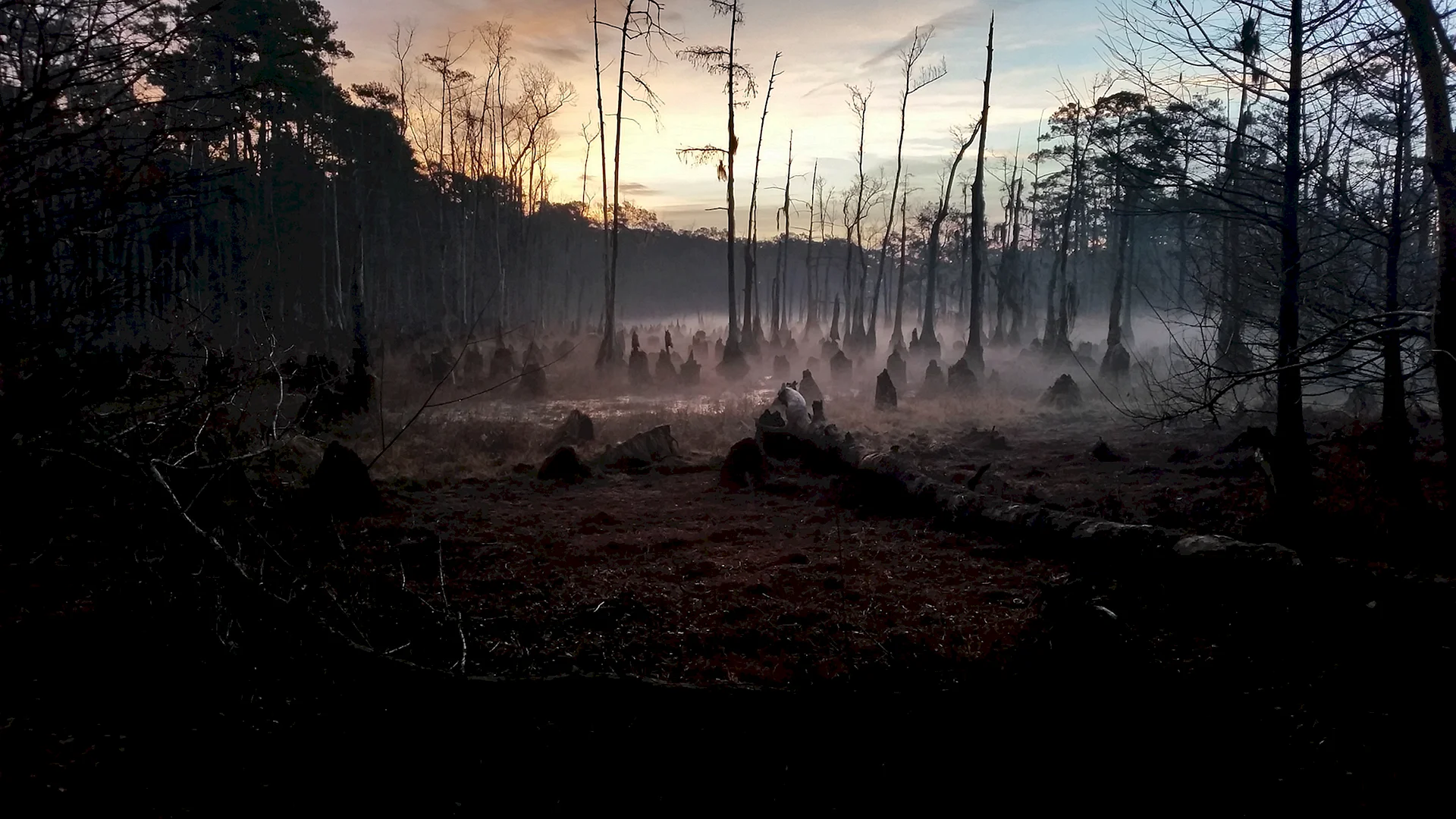 Dead Forest Wallpaper