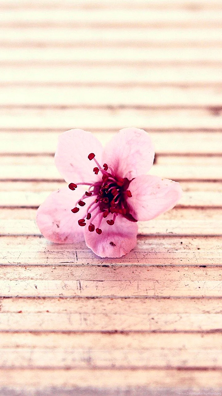 Dead Pink Flower Wallpaper For iPhone