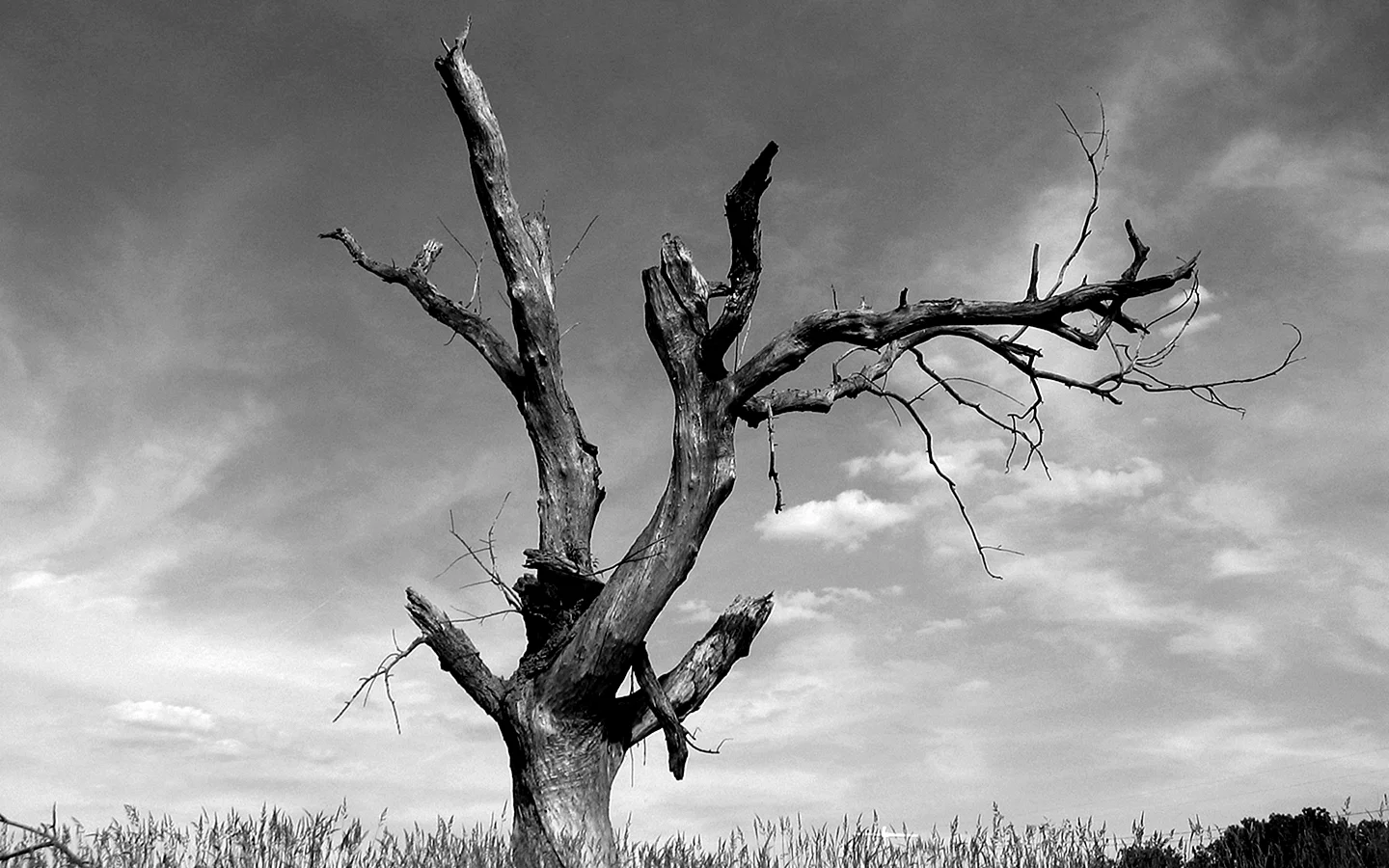 Dead Tree Wallpaper