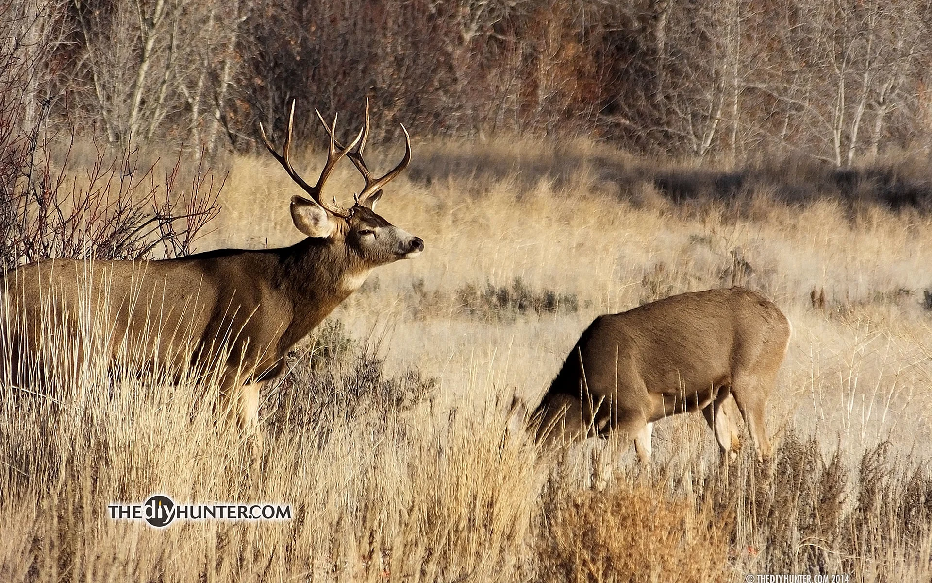 Deer Hunting Background Wallpaper