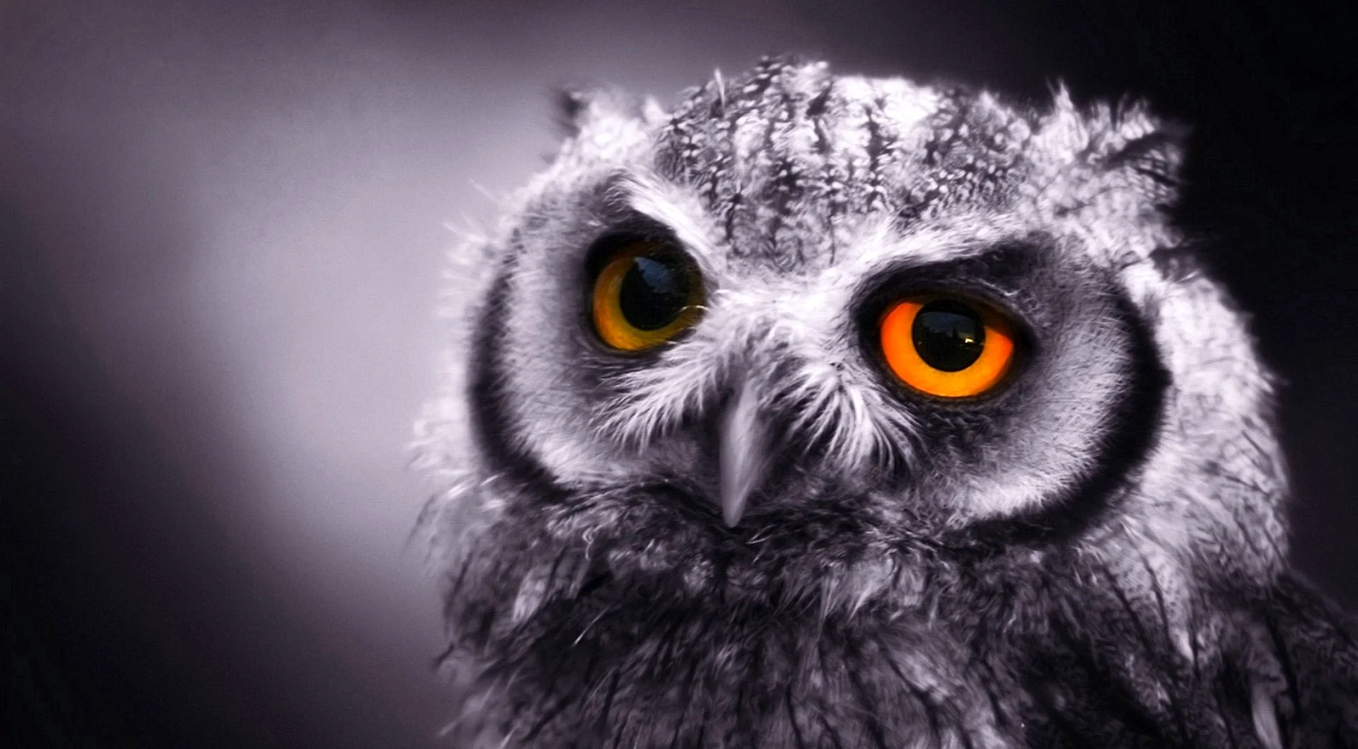 Desktop Owl Wallpaper