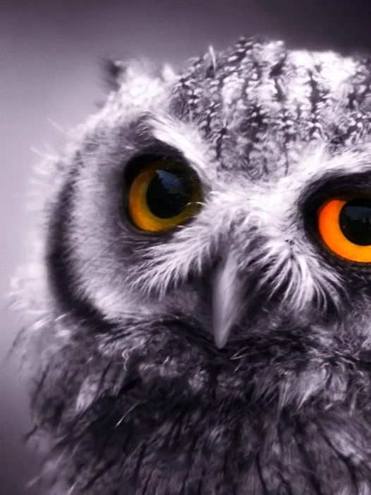 Desktop Owl Wallpaper