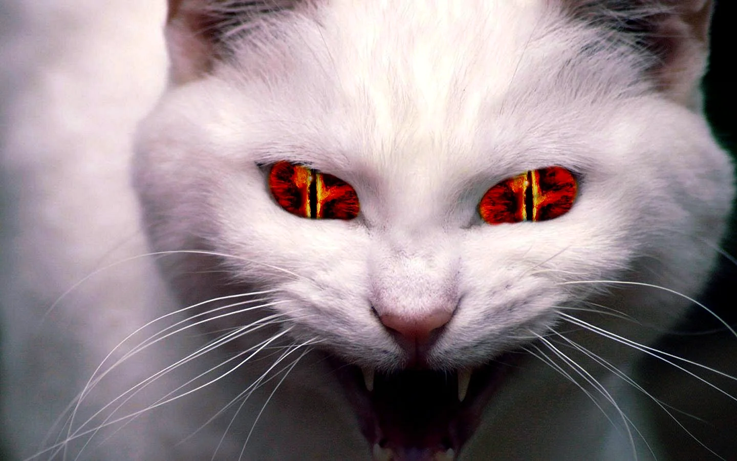 Devil Cat Wallpaper