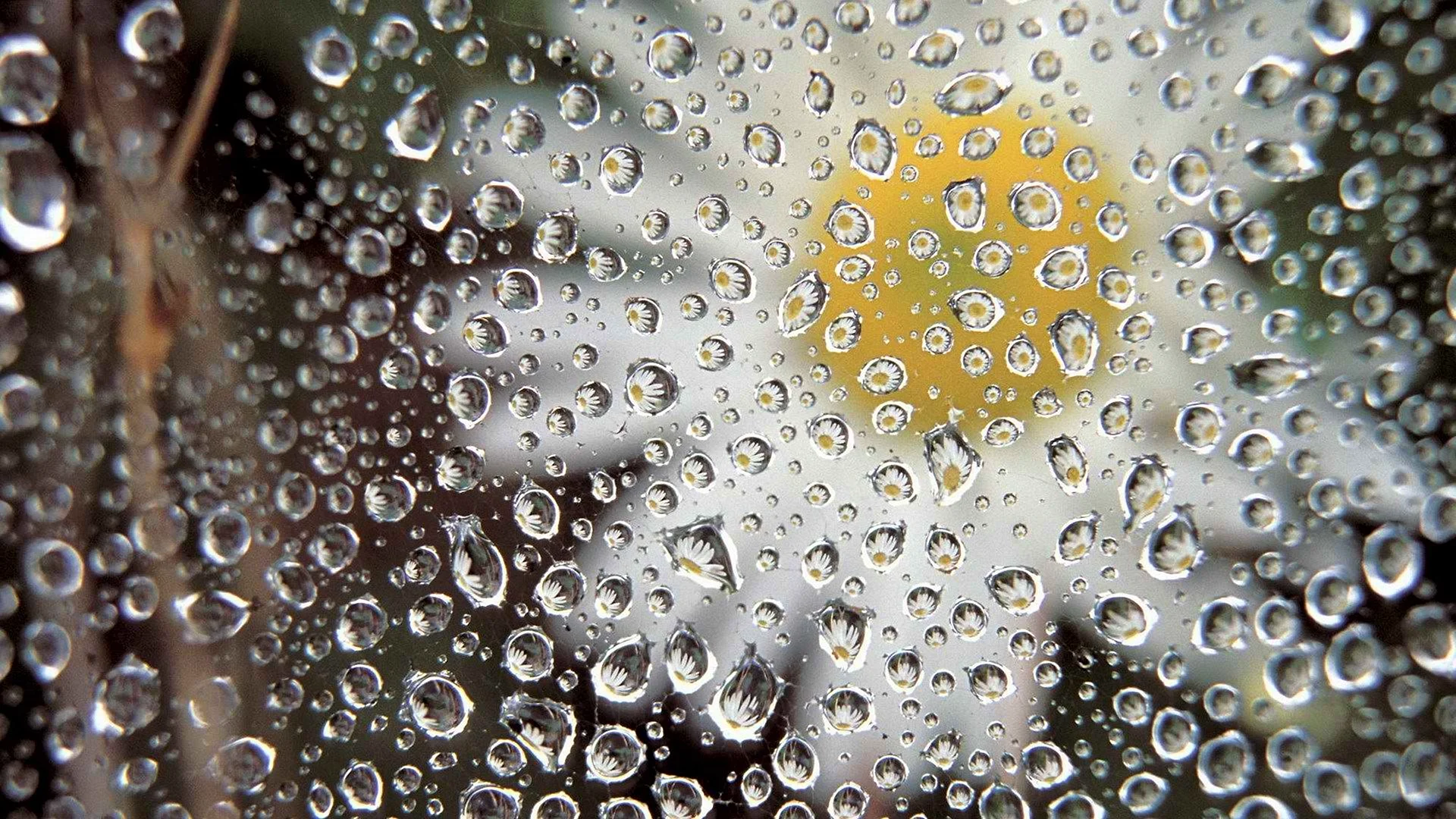 Dew Drops Wallpaper