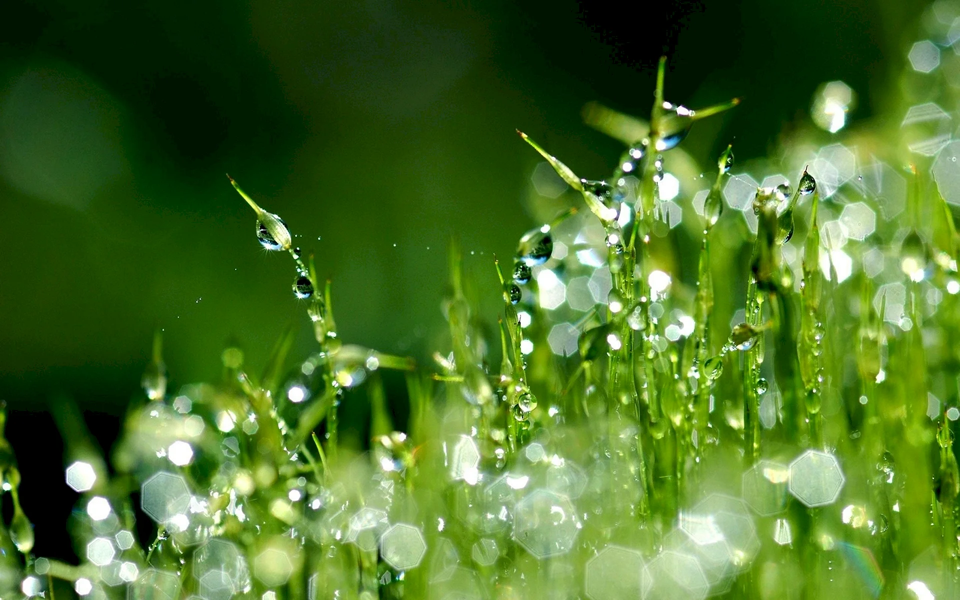 Dew Drops Wallpaper