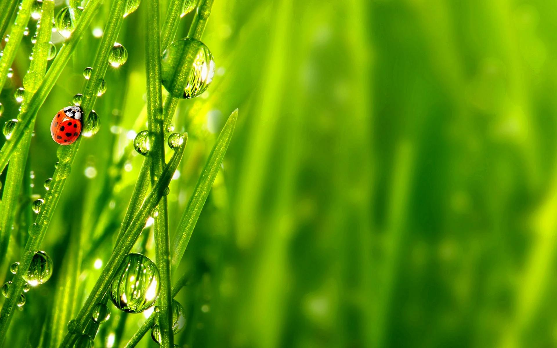 Dew Grass Wallpaper