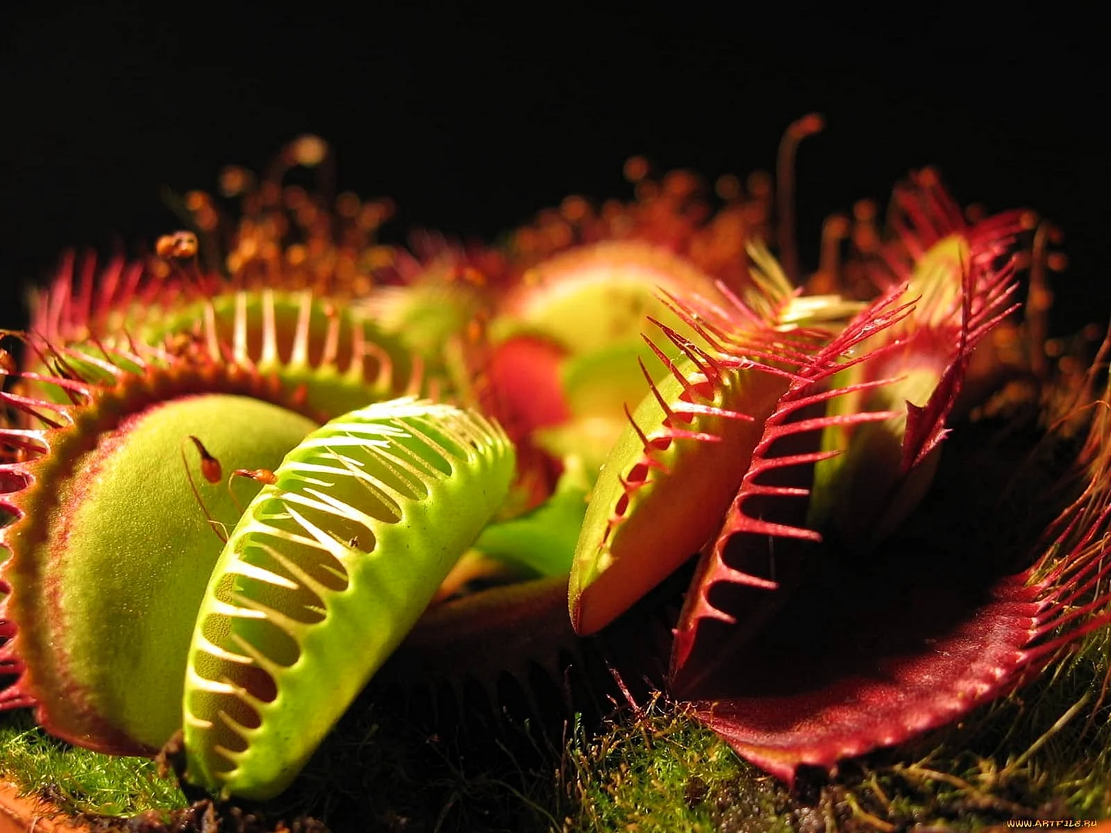 Dionaea muscipula Wallpaper