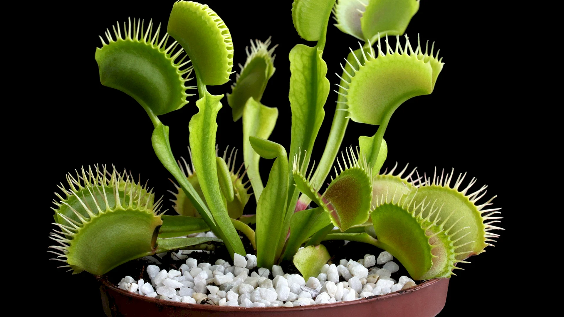 Dionaea muscipula Wallpaper