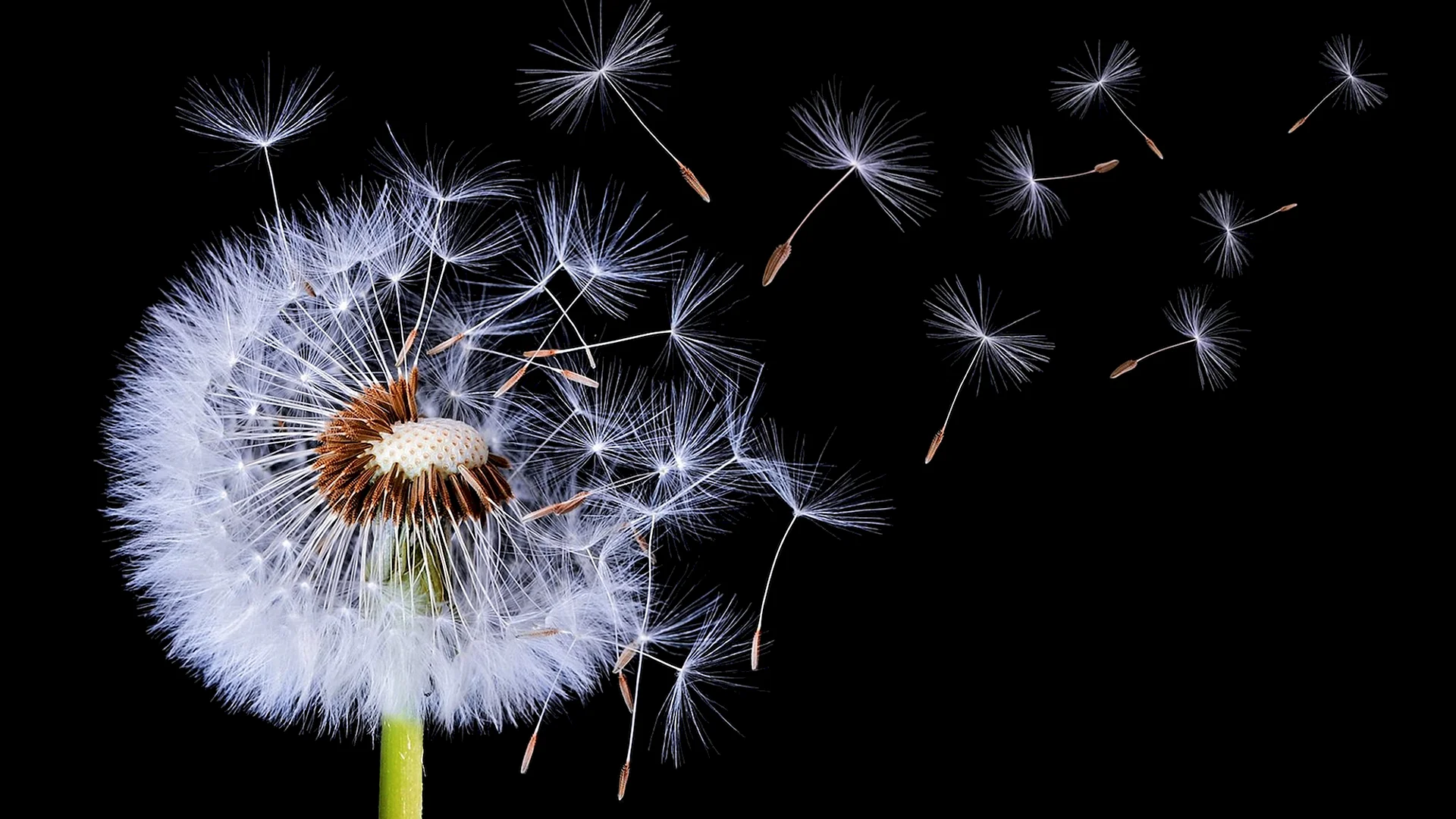 Dispersion Effect Dandelion Wallpaper