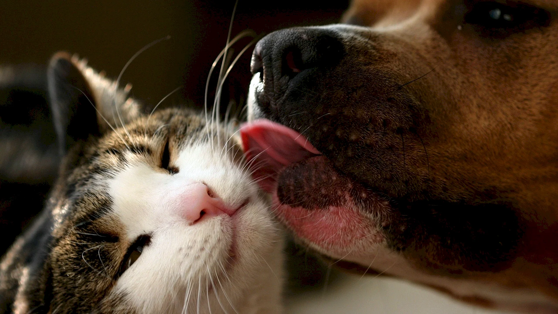 Dog And Cat Wallpaper
