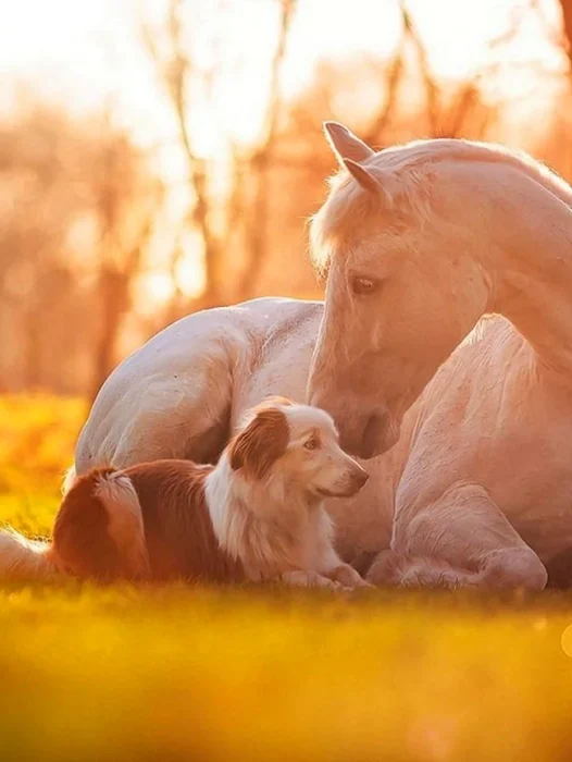 Dog And Horse Wallpaper