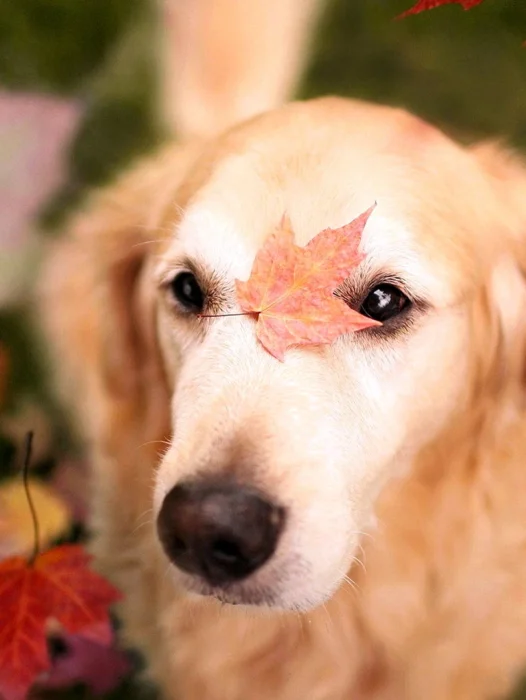 Dog Autumn Leaf Wallpaper