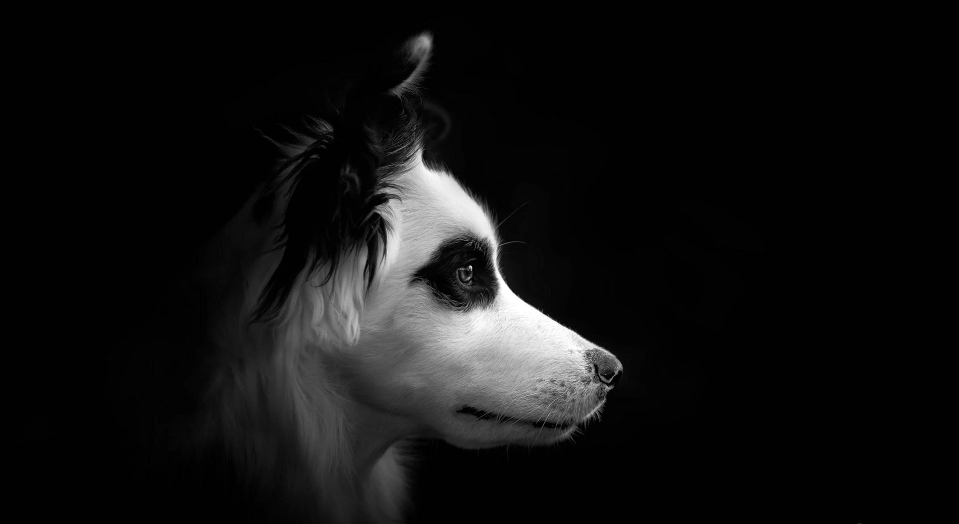 Dog Black and White Wallpaper