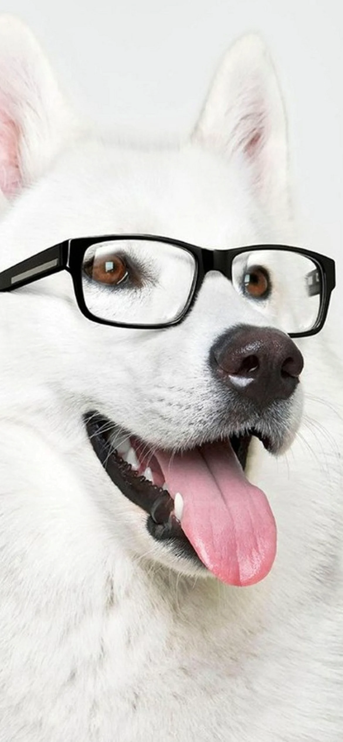 Dog Glasses Wallpaper for iPhone 12 Pro