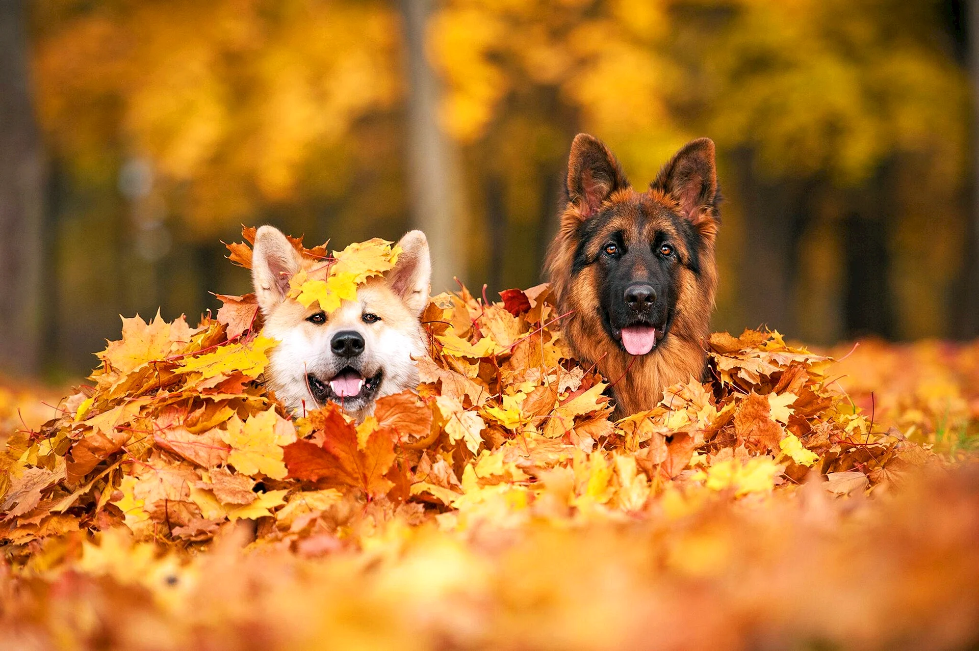 Dog In Autumn Wallpaper