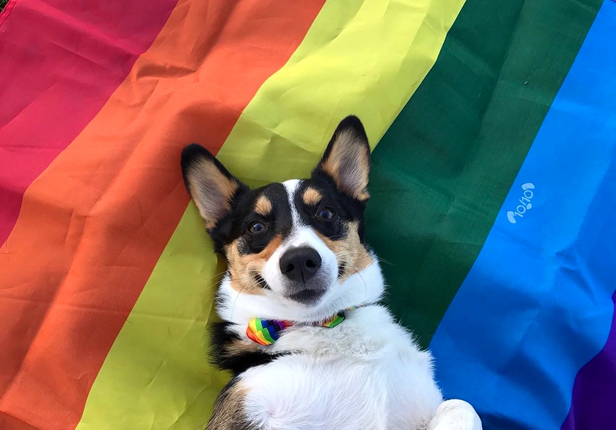 Dog Lgbt Wallpaper