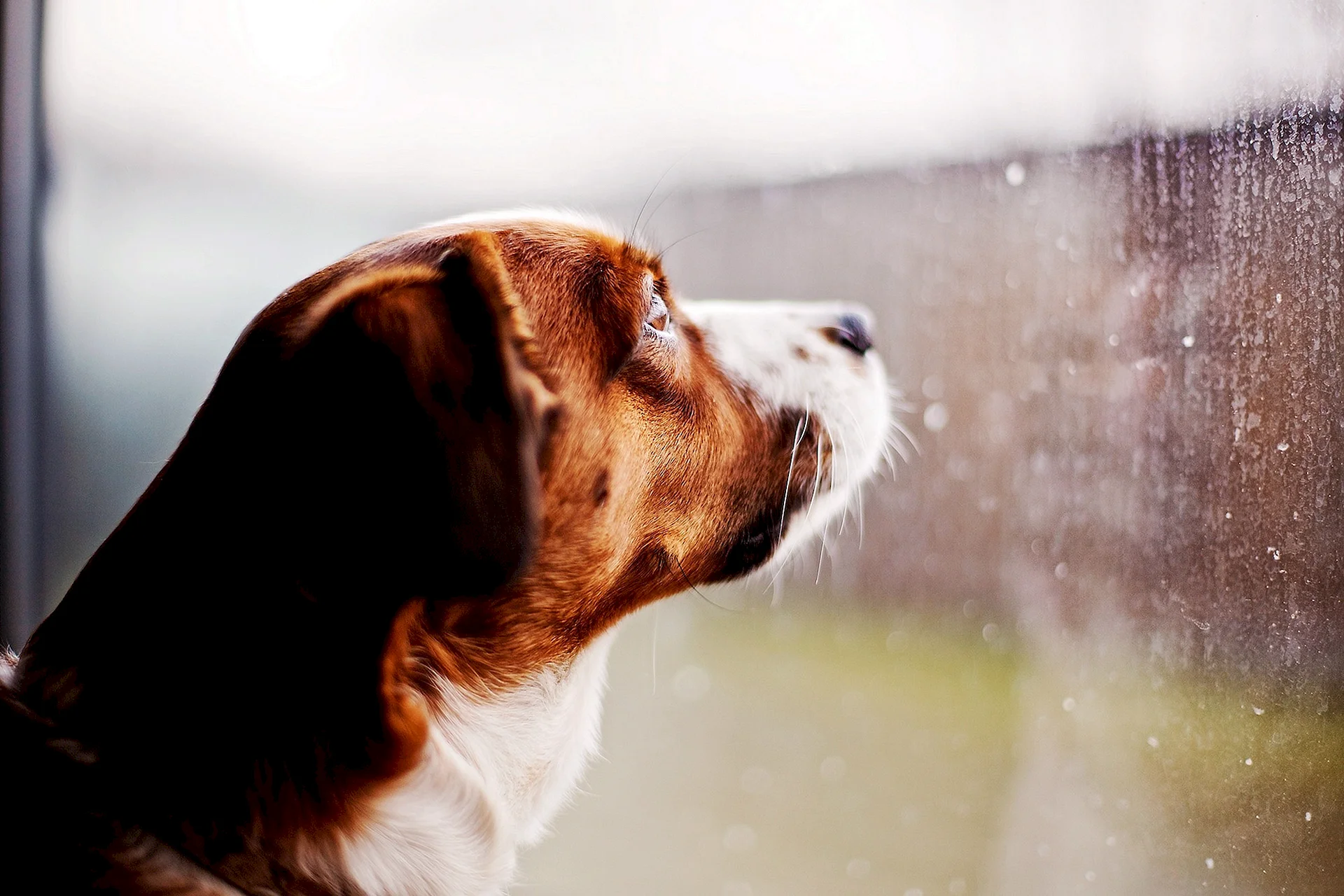 Dog Rain Wallpaper