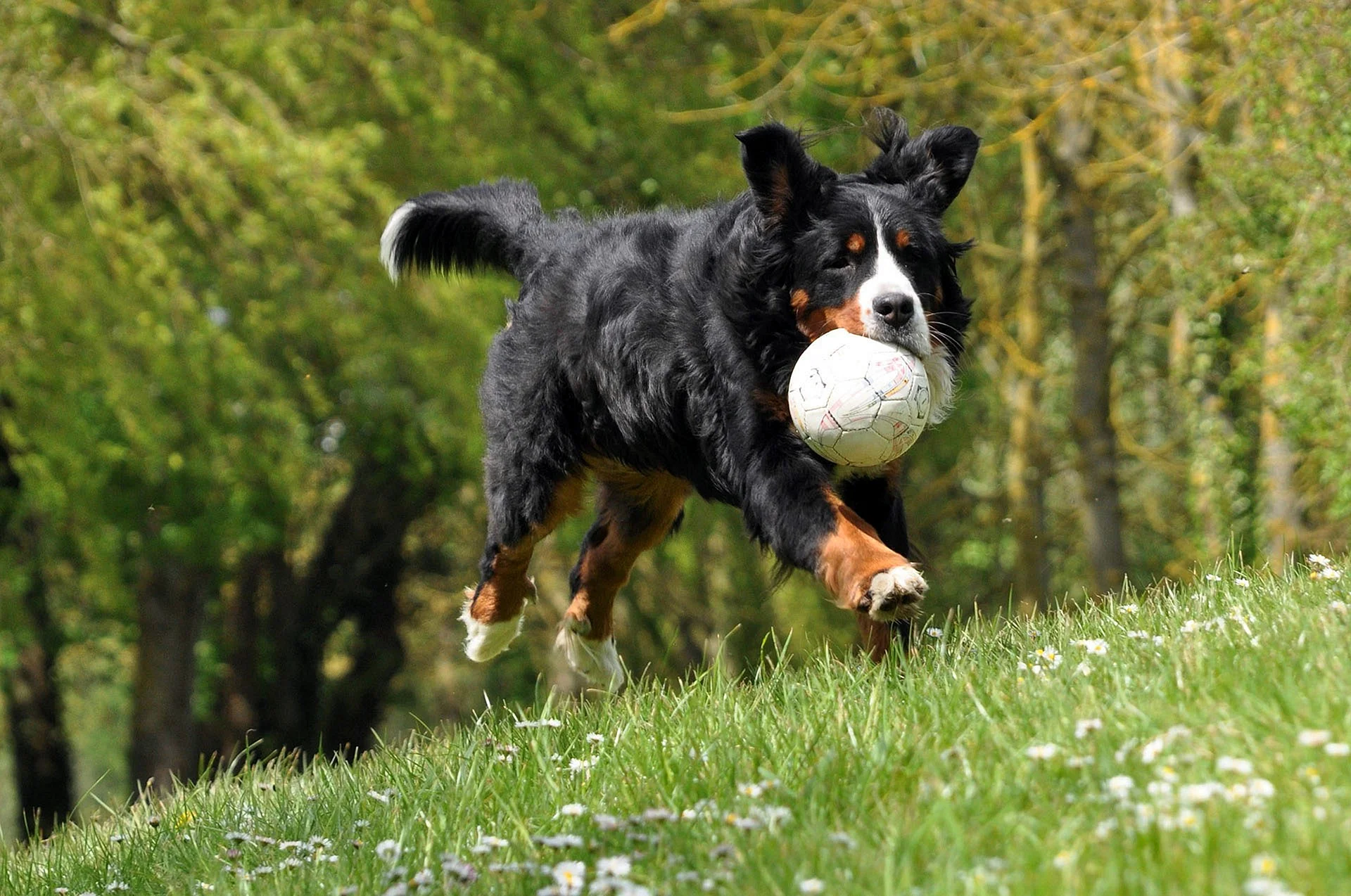 Dog with Ball Wallpaper