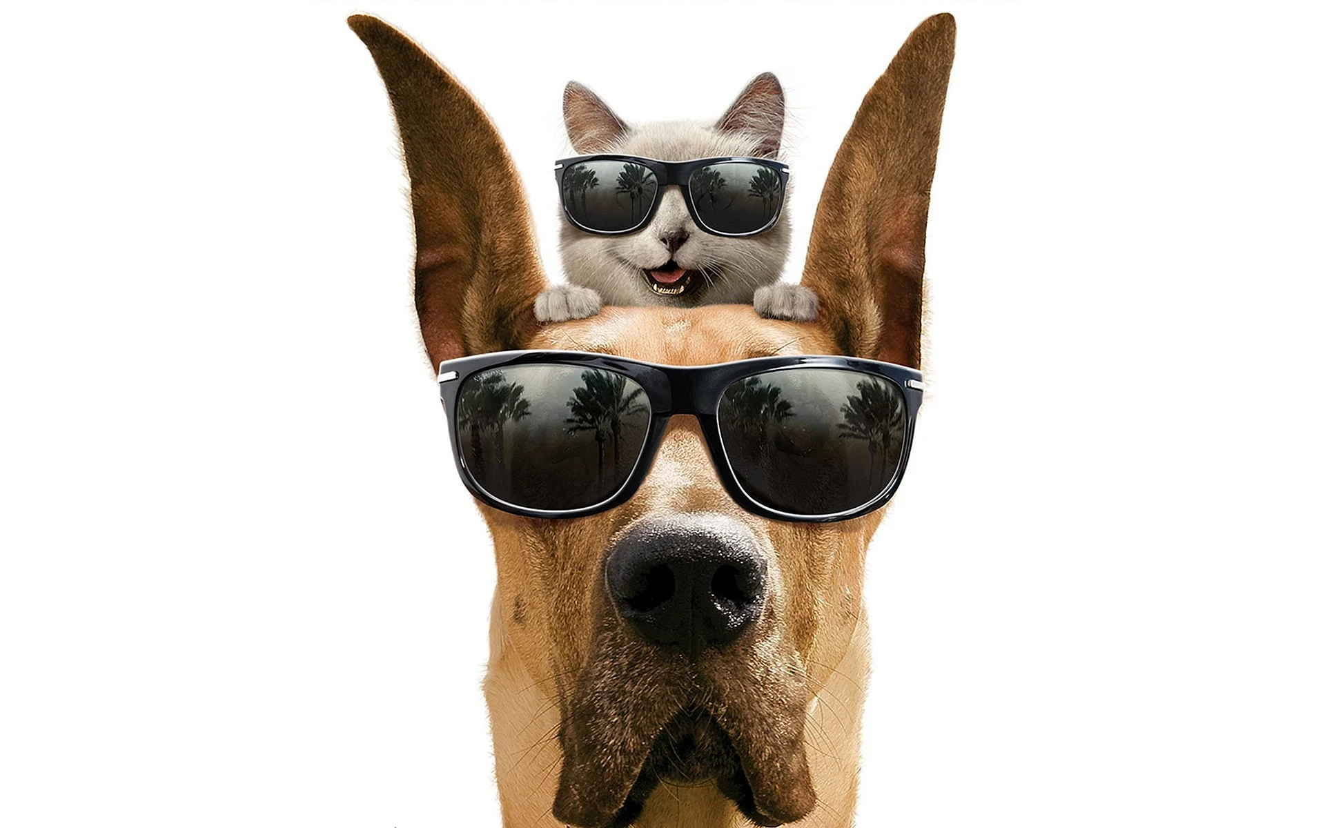 Dog with Glasses Wallpaper