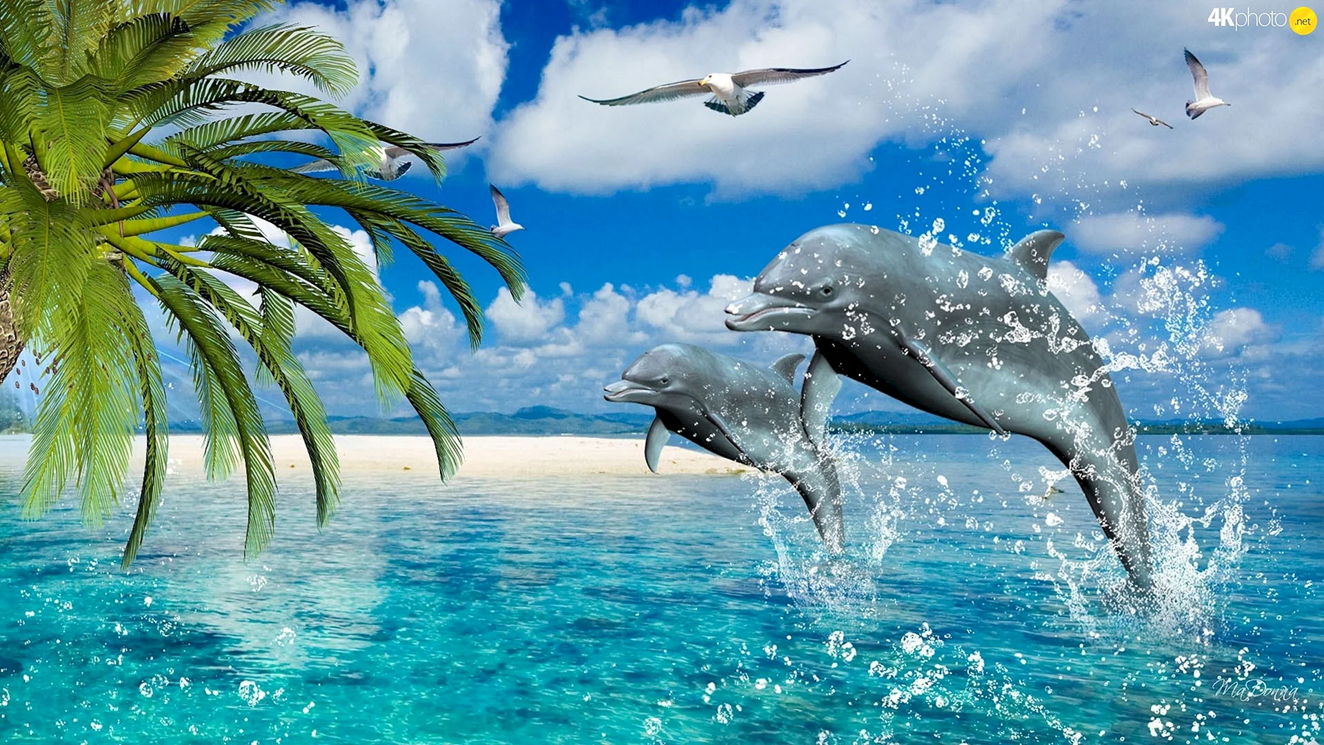 Dolphin 3d Wallpaper