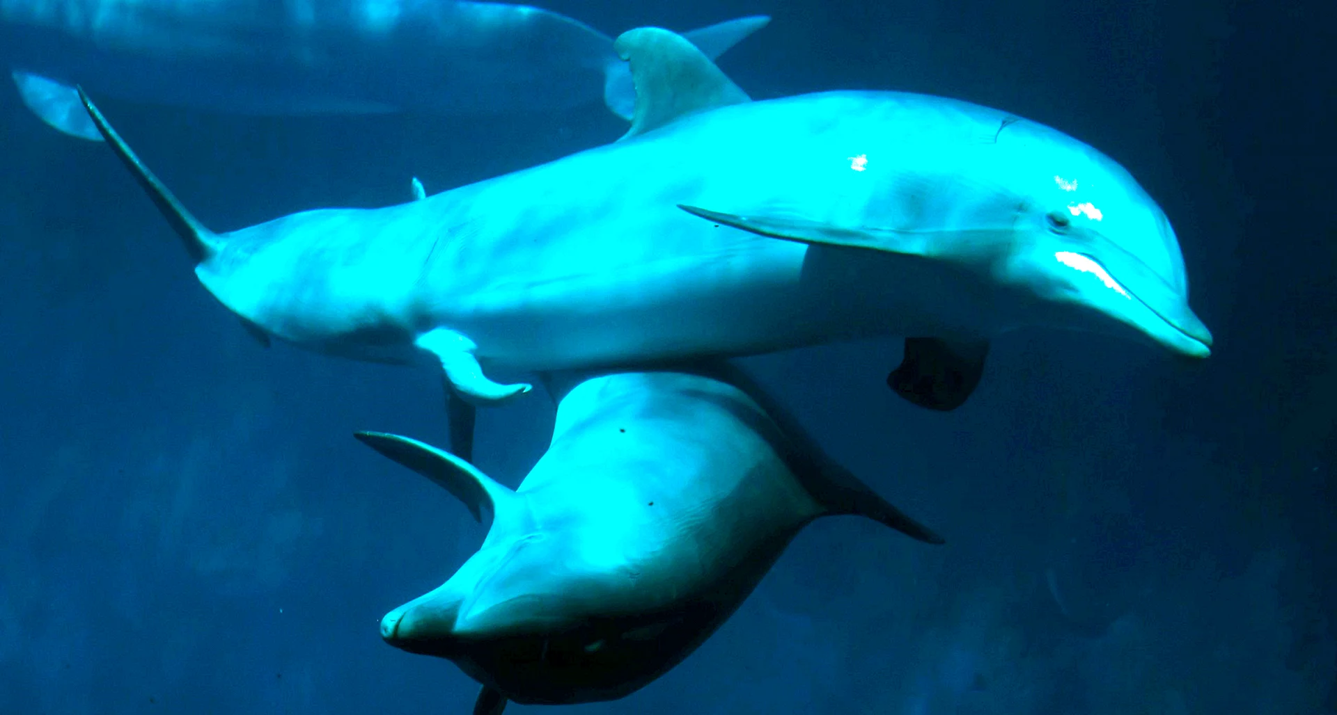 Dolphin Mating Wallpaper