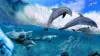 Dolphin Underwater Wallpaper