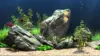 Dream Aquarium Screensaver Wallpaper
