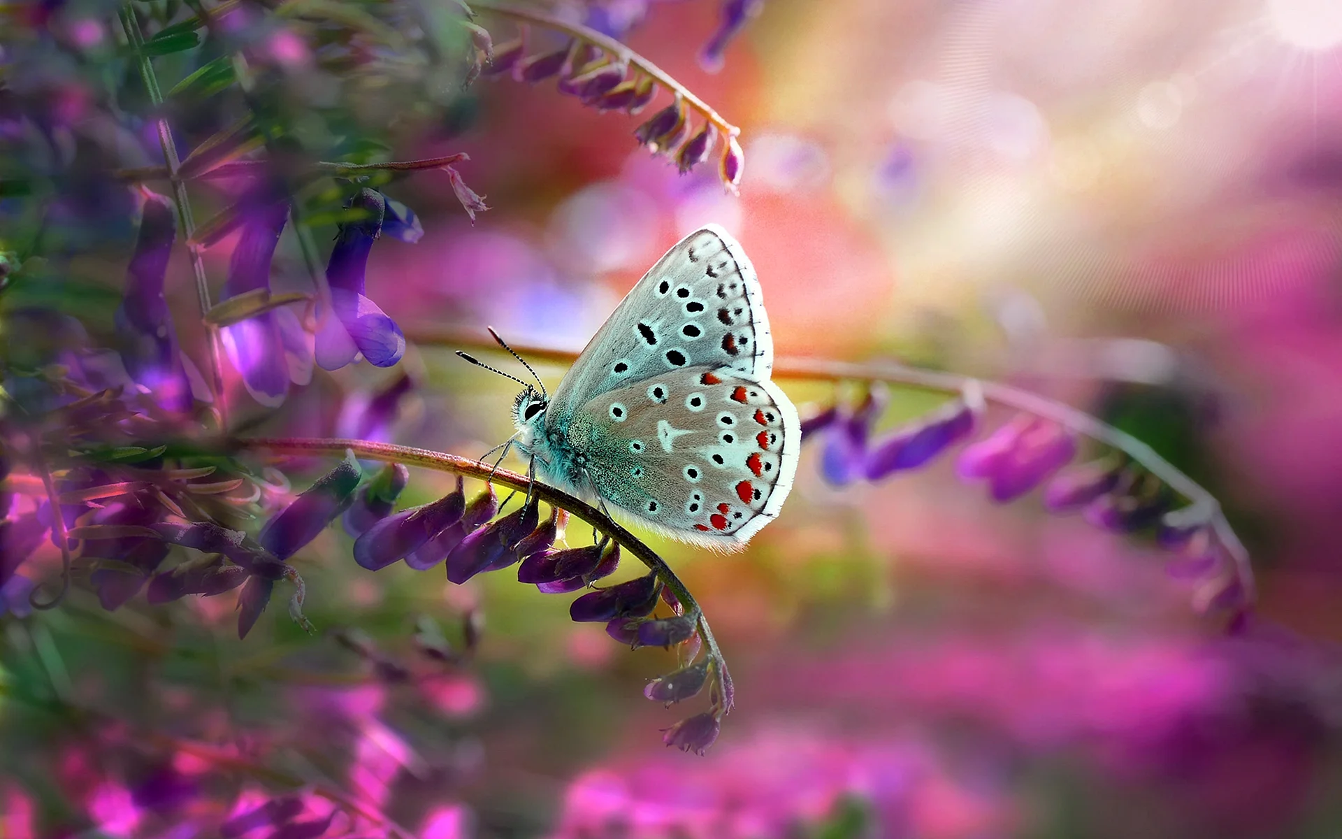 Dreamy Butterfly Wallpaper