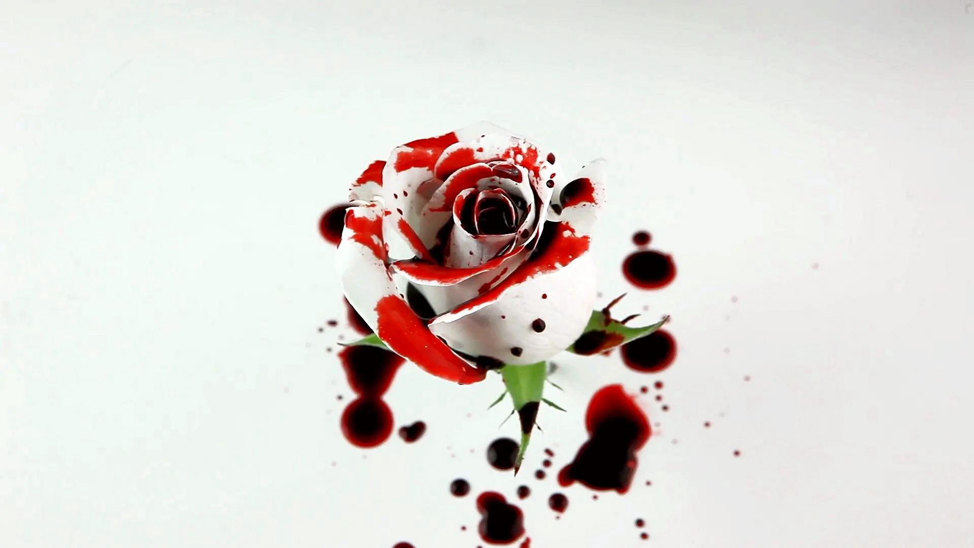 Dripping White Rose Wallpaper
