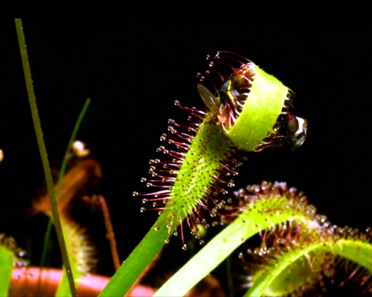 Drosera capensis Wallpaper