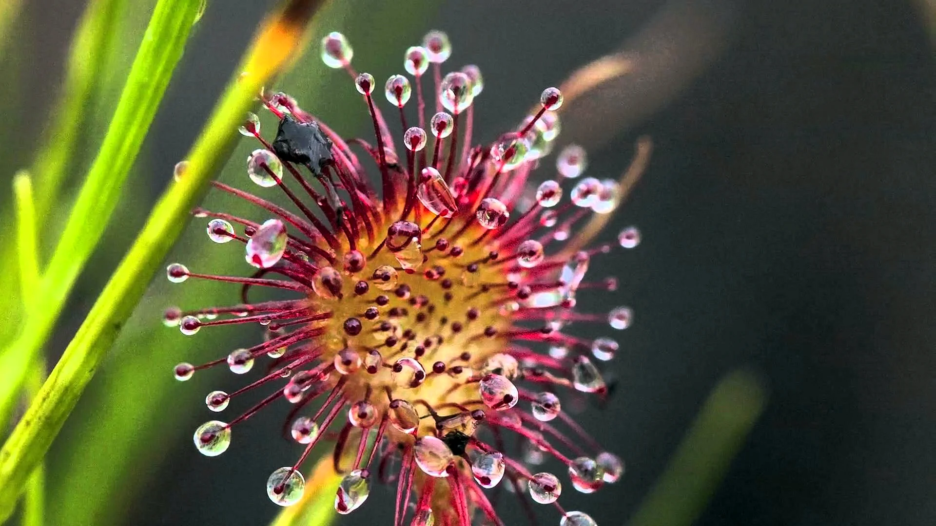 Drosera Sundew Wallpaper