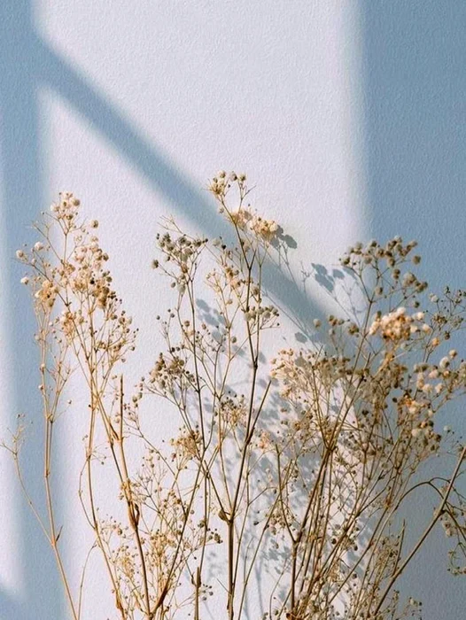 Dry Flowers Aesthetic Wallpaper For iPhone