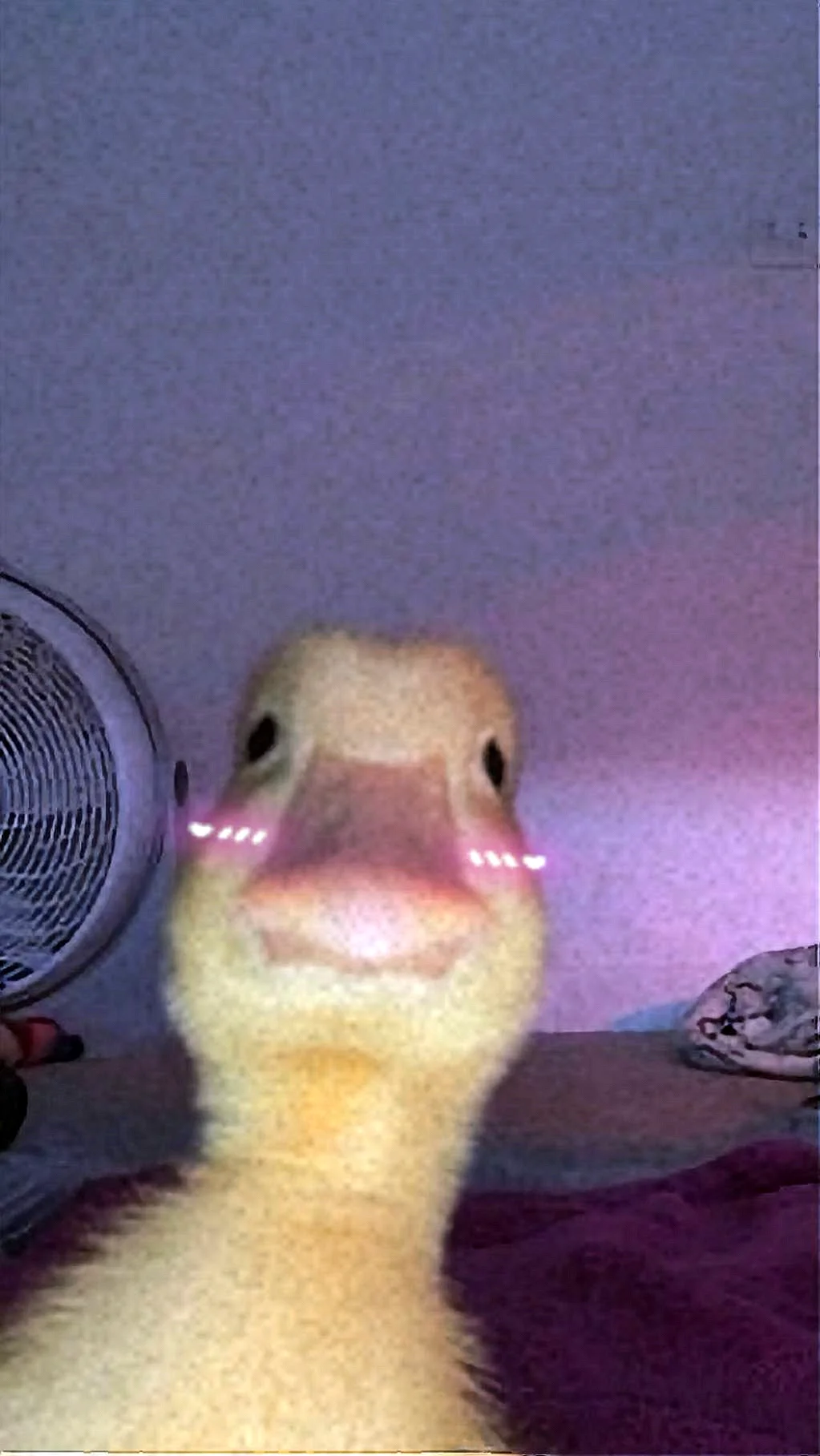 Duck Memes Wallpaper For iPhone
