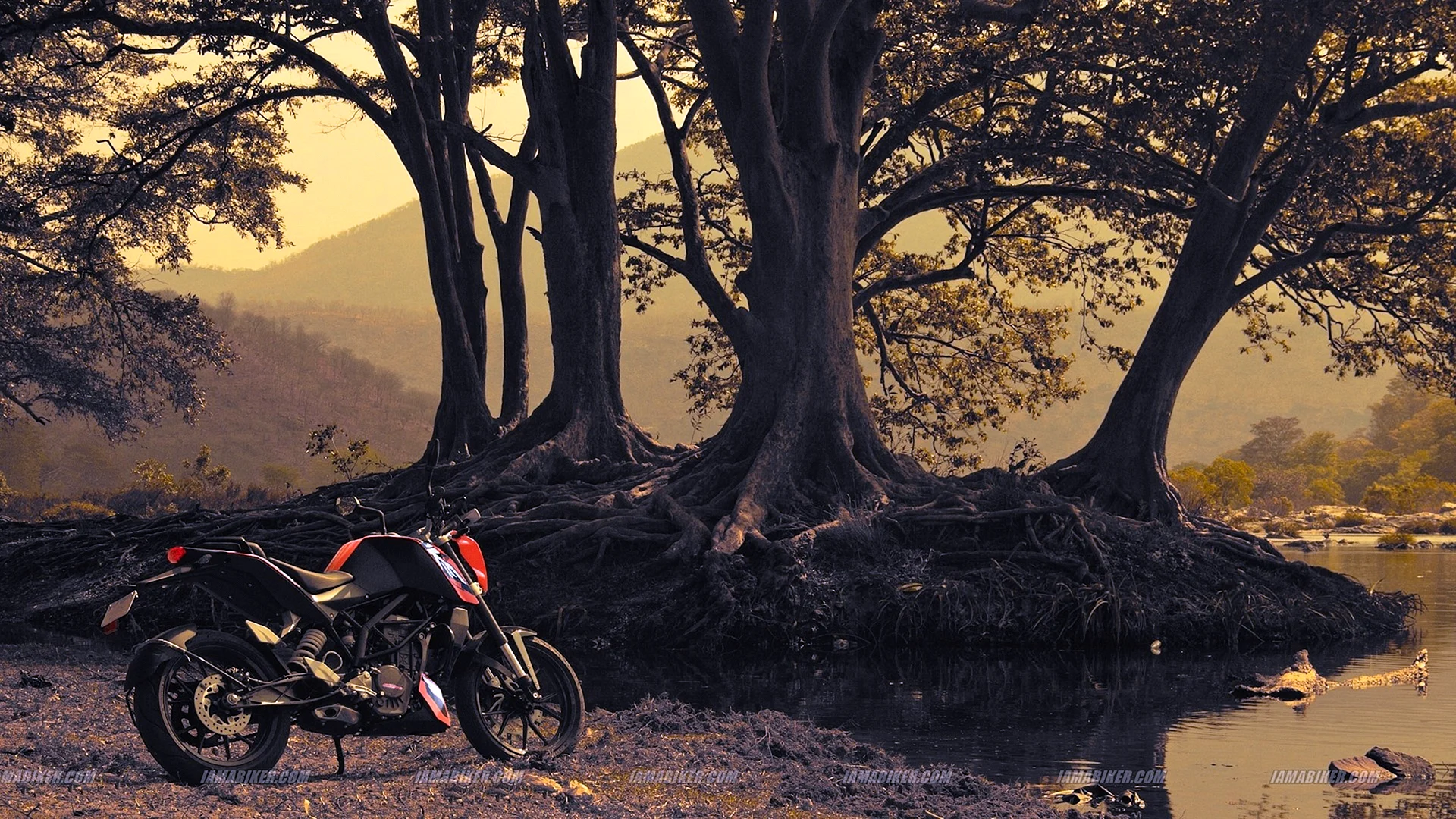 Duke 200 Wallpaper